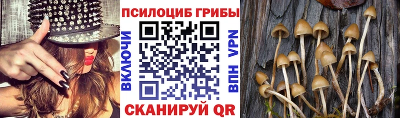 Псилоцибиновые грибы Psilocybe  Алупка 